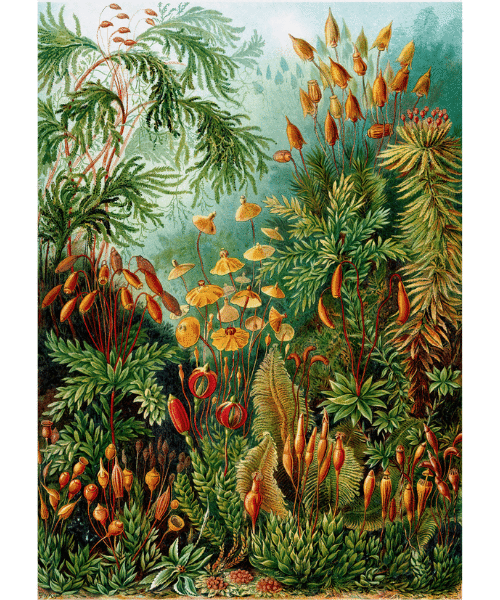 Puzzle Imagination Ernst Haeckel Muscinae 1000 elementów 2