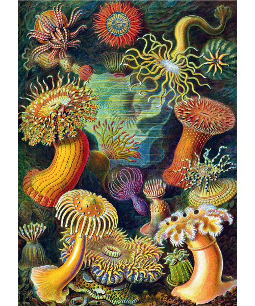 Puzzle Imagination Ernst Haeckel Sea Anemones / Stworzenia morskie (1000 elementów) 2