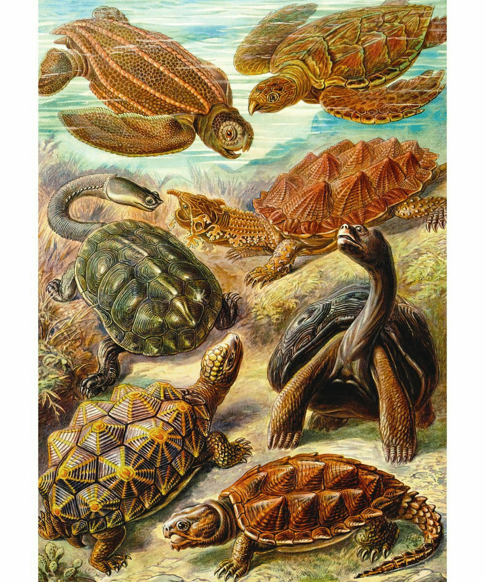 Imagination Puzzle: Ernst Haeckel Żółwie morskie, 1000 elementów 2