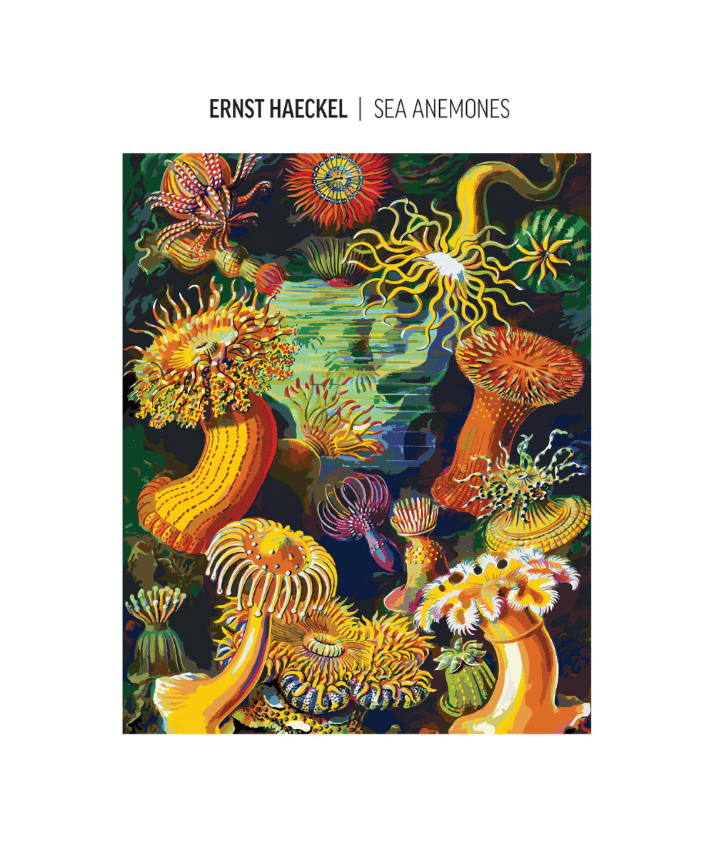 Imagination Painting by Numbers: Ernst Haeckel Stworzenia morskie 1