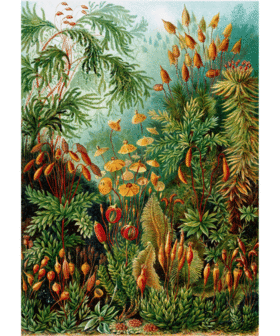 Puzzle Imagination Ernst Haeckel Muscinae 1000 elementów 2