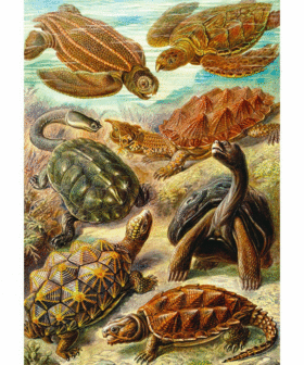 Imagination Puzzle: Ernst Haeckel Żółwie morskie, 1000 elementów 2