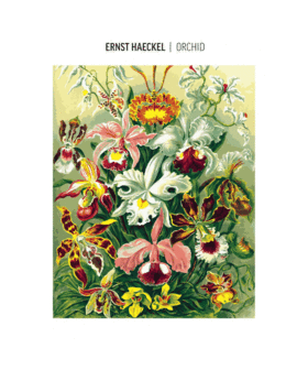 Imagination Painting by Numbers: Ernst Haeckel Orchidea 1