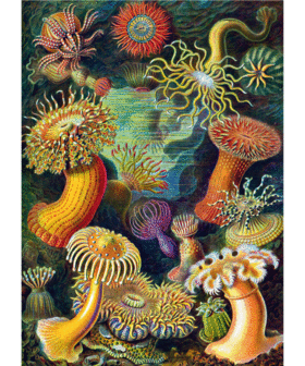 Puzzle Imagination Ernst Haeckel Sea Anemones / Stworzenia morskie (1000 elementów) 2