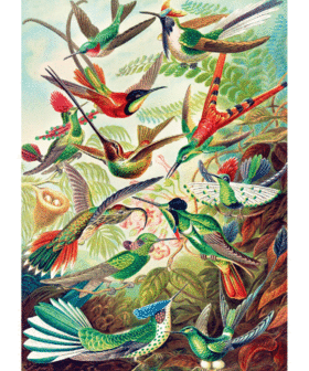 Puzzle Imagination Ernst Haeckel Hummingbirds / Kolibry (1000 elementów) 2