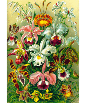 Good Loot Imagination Puzzle: Ernst Haeckel Orchidea / Orchid (1000 elementów) 2