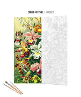 Imagination Painting by Numbers: Ernst Haeckel Orchidea 2