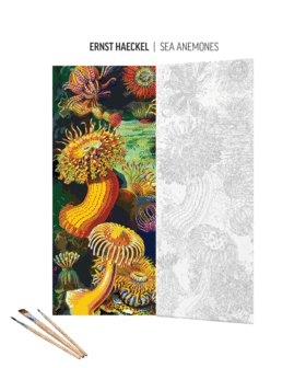 Imagination Painting by Numbers: Ernst Haeckel Stworzenia morskie 2